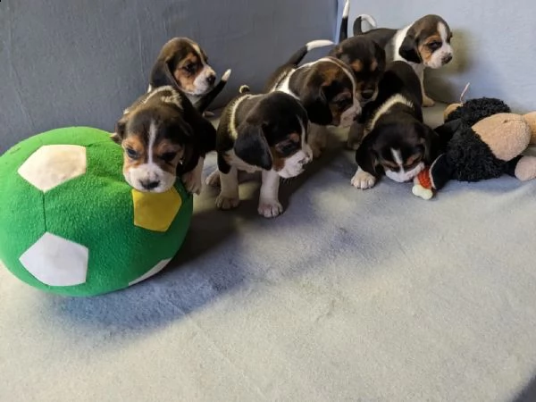vendo tenerissimi cuccioli di beagle! | Foto 0