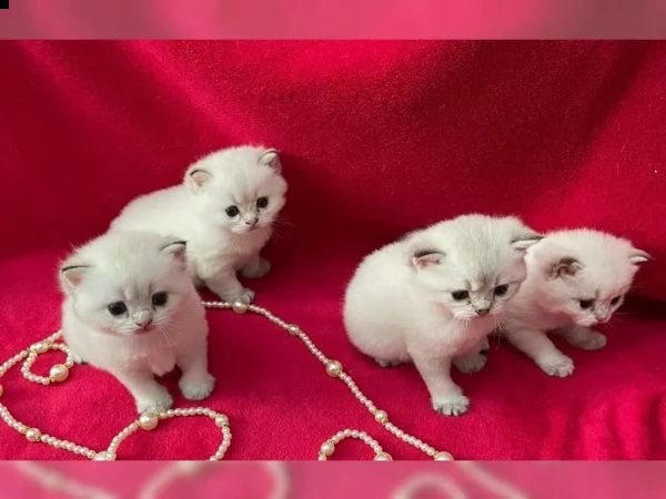 gattini dal pelo corto britannico | Foto 6