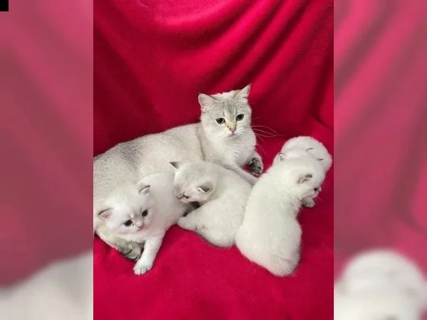 gattini dal pelo corto britannico | Foto 5