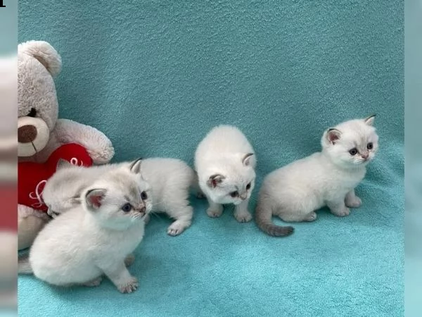 gattini dal pelo corto britannico | Foto 4