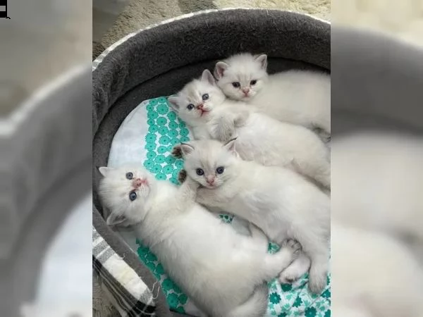 gattini dal pelo corto britannico | Foto 3