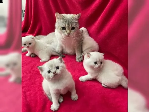 gattini dal pelo corto britannico