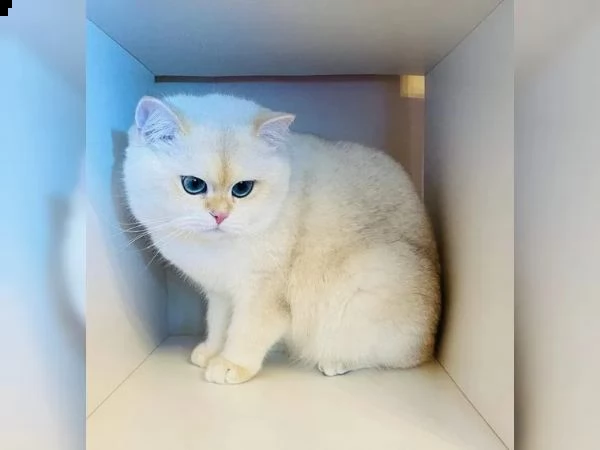 gattini dal pelo corto britannico | Foto 2