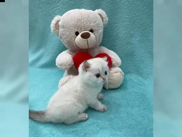 gattini dal pelo corto britannico | Foto 1