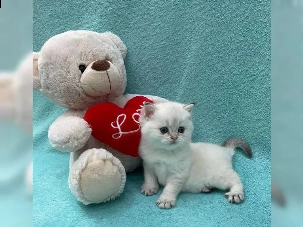 gattini dal pelo corto britannico | Foto 0