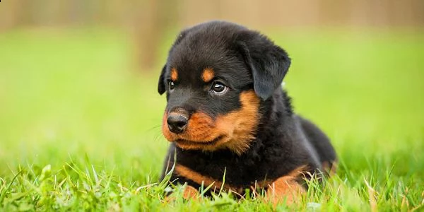 splendidi cuccioli di rottweiler kc excellent home breeds maschi e femmine in cerca di una casa per 