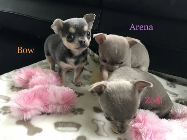 regalo cuccioli  di chihuahua