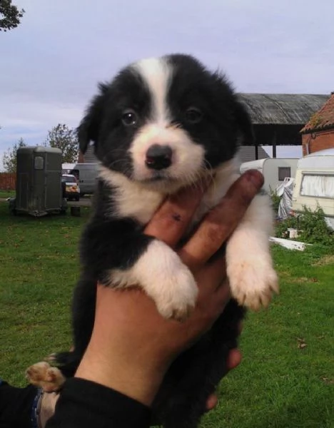  cuccioli di border collie femminucce e maschietti disponibili per l'adozione gratuita i cuccioli so