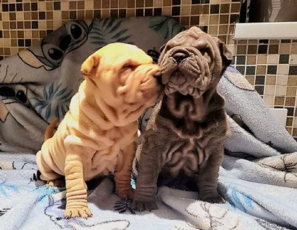 shar pei cuccioli in adozione gratuiti