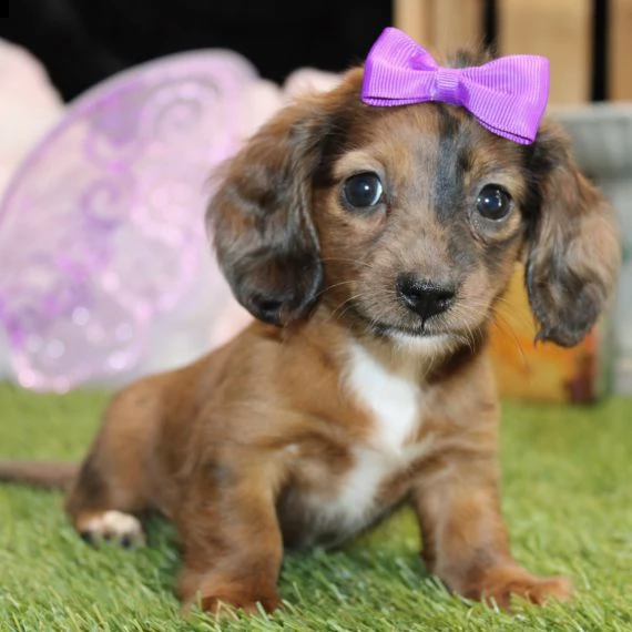 regalo adorabili cuccioli bassotto femminucce e maschietti 