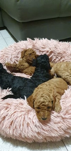 cuccioli di barboncino nano | Foto 4