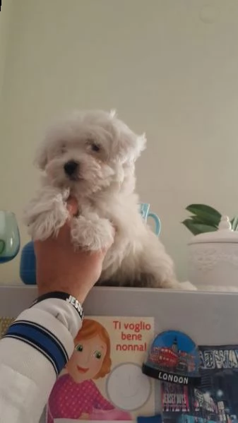 cuccioli maltesi ben socializzati per la tua bella famiglia ho due bellissimi cuccioli di maltese te | Foto 0