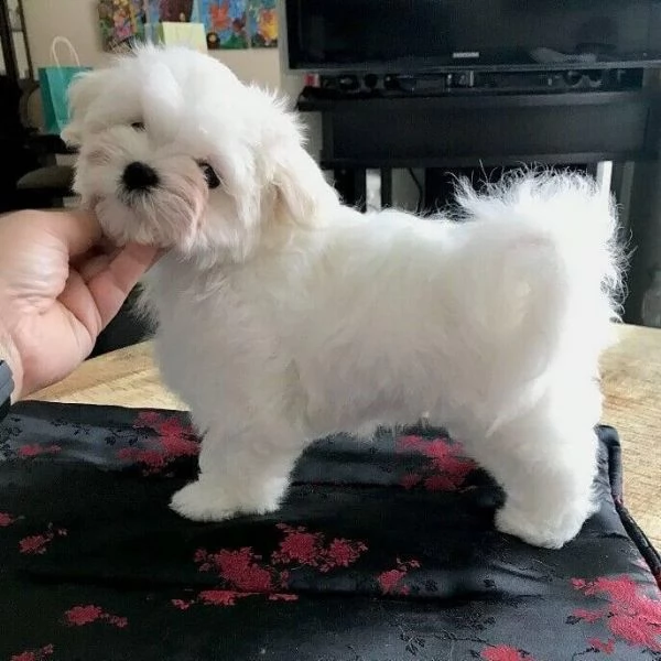 maltese bianco puro pronto per la nuova casa abbiamo due cani (un maschio e una femmina) bellissimi 