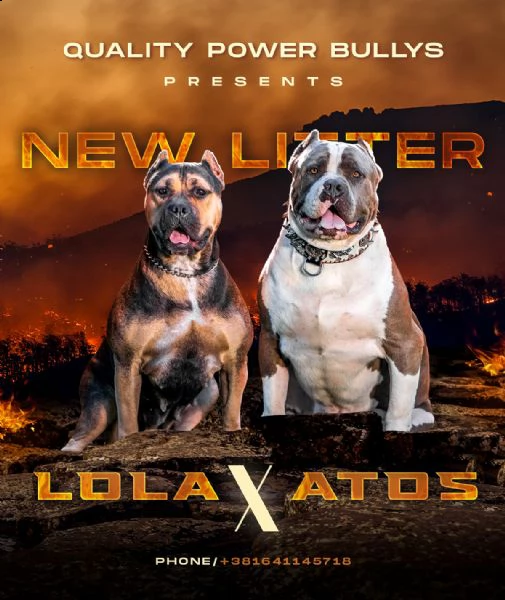 bullo americano cuccioli