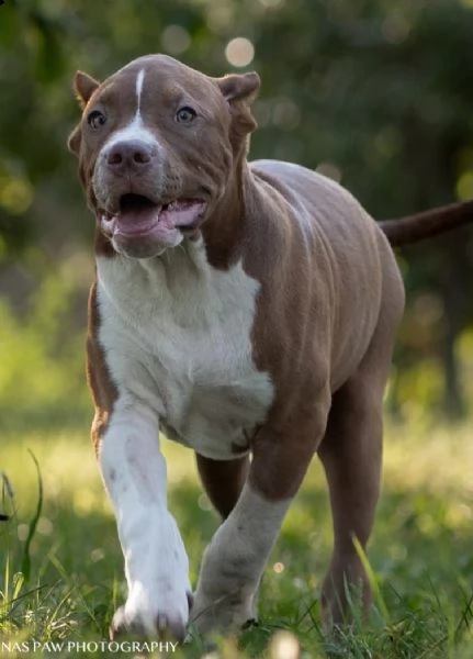 bullo americano cuccioli | Foto 2