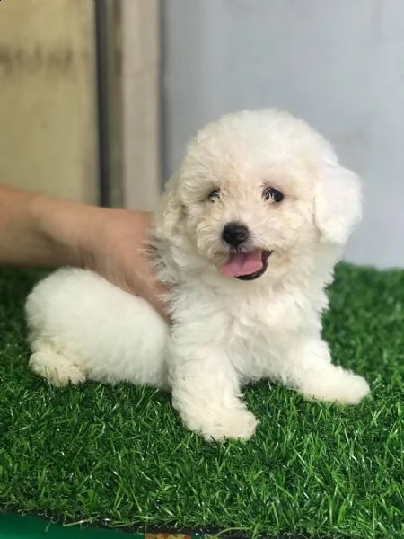 barboncino toy di 3 mesi | Foto 0