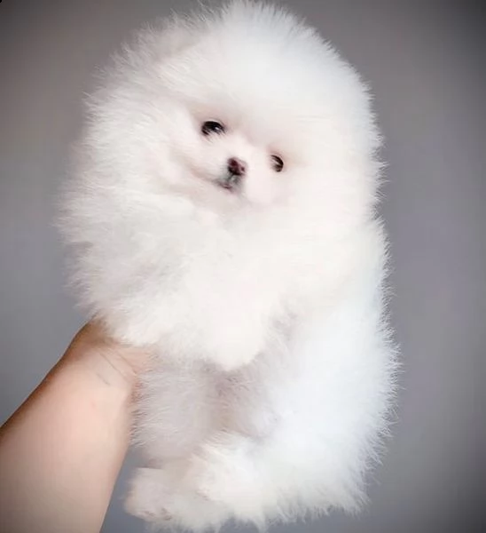 perfect tea-cup pomerania cuccioli (+393512351560)