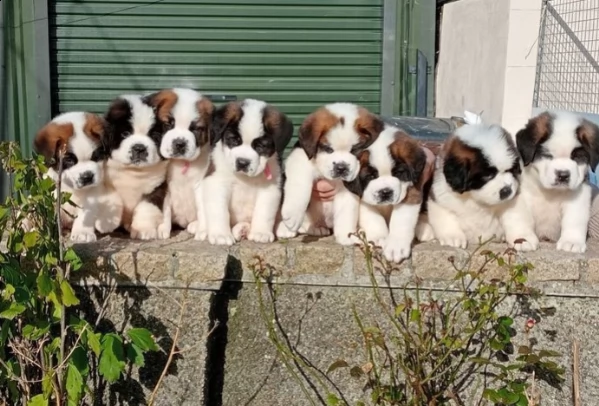 cuccioli san bernando