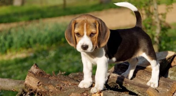 cuccioli di beagle in adozione