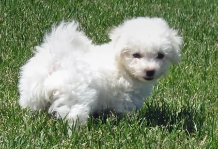 vendita cuccioli di bichon frise