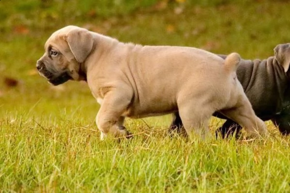 vendo cuccioli di cane corso.