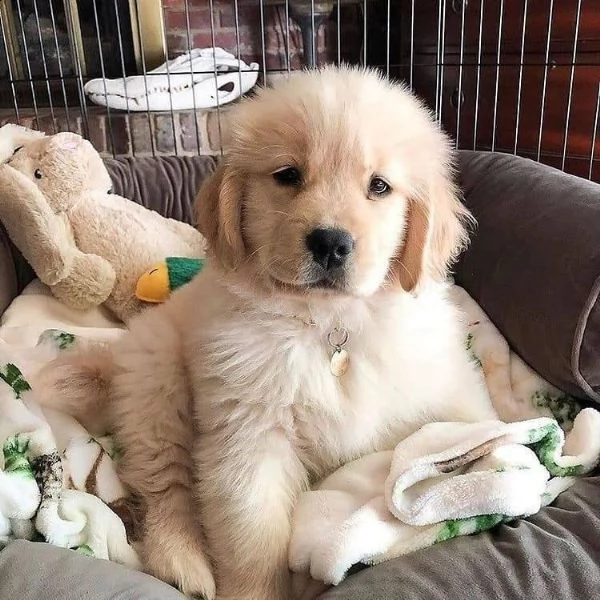 vendita cuccioli di golden retriever