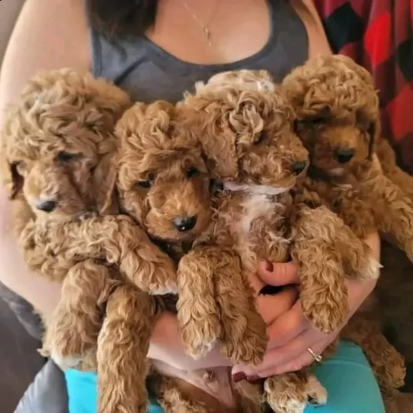 cuccioli di barboncino qui in vendita