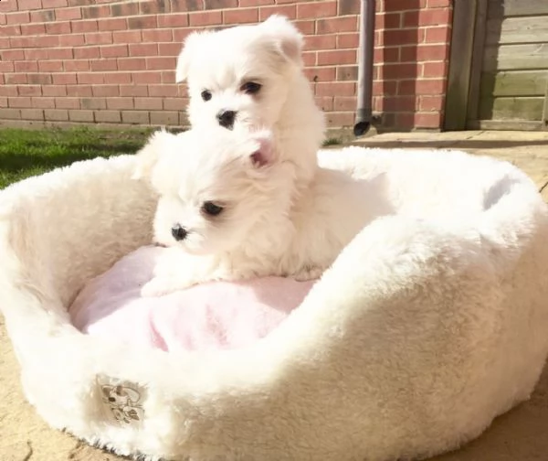 vendo cuccioli di maltese