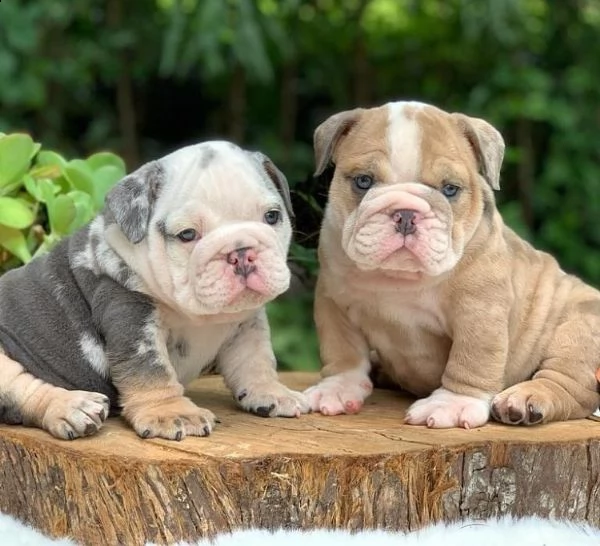 regalo cuccioli bulldog inglese per l'adozione