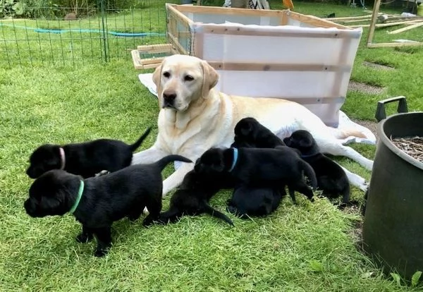 regalo adorabili cuccioli di la labrador chicolato