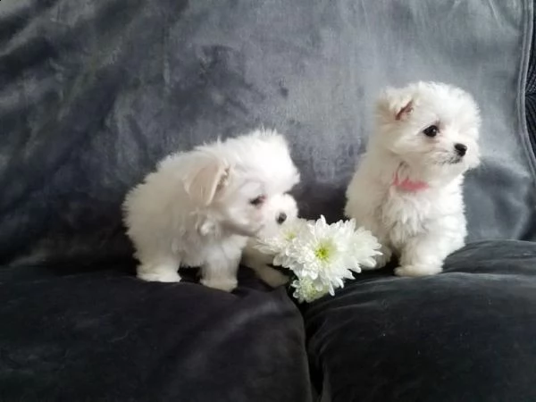 cuccioli di maltesi mini toy. 