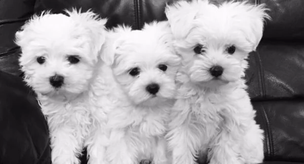 regalo maltese toy cuccioli disponibile per l'adozione