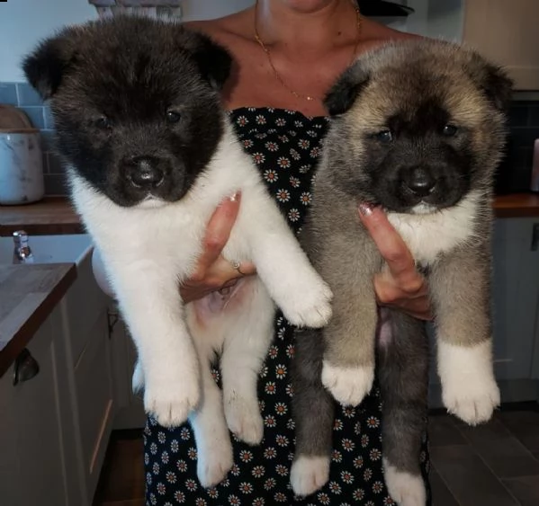 regalo akita inu cuccioli disponibile per l'adozione
