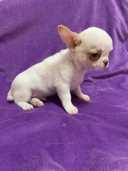 regalo chihuahua cuccioli