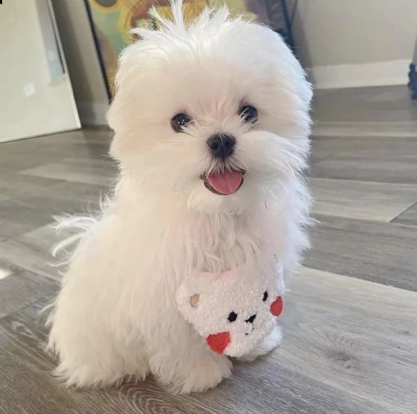 cuccioli maltesi registrati akc pronti per l'adozione. abbiamo due adorabili cuccioli di carlino per | Foto 0