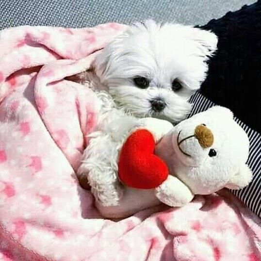 disponibili due cuccioli maltesi di prima classe questi splendidi cuccioli maltesi t-cup sono così p | Foto 0