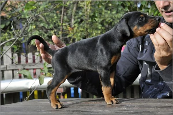 doberman cuccioli | Foto 6
