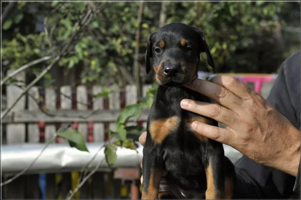 doberman cuccioli | Foto 4