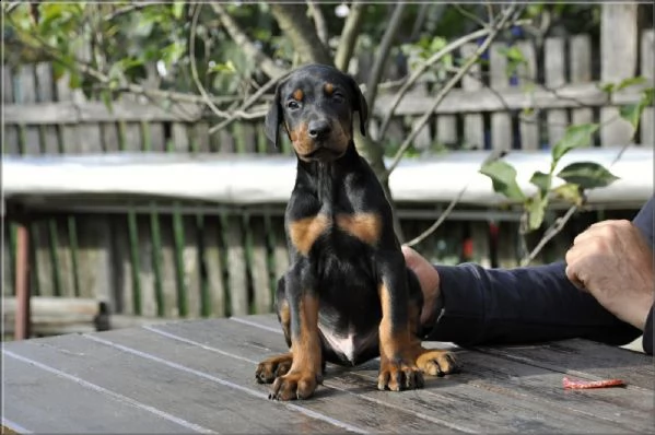 doberman cuccioli | Foto 1