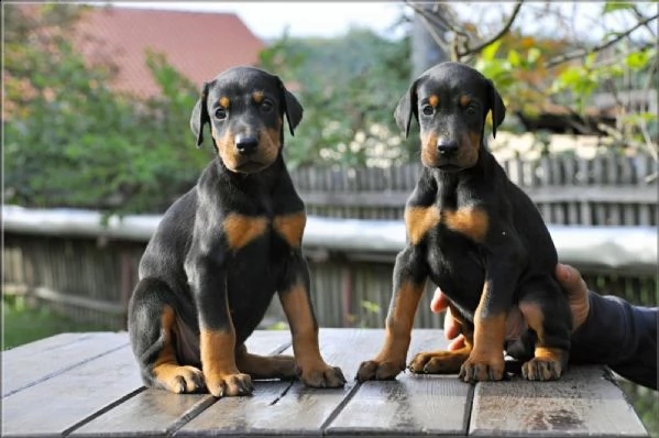 doberman cuccioli | Foto 0