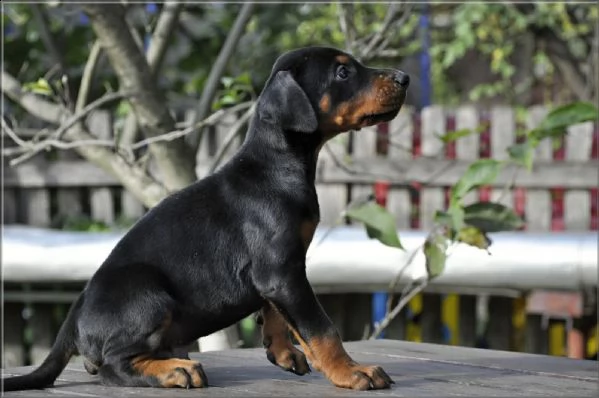 doberman cuccioli