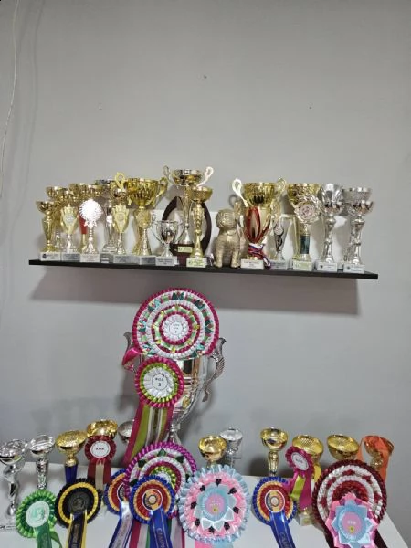 carlino cuccioli in vendita | Foto 5