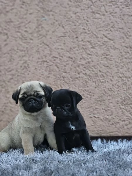 carlino cuccioli in vendita
