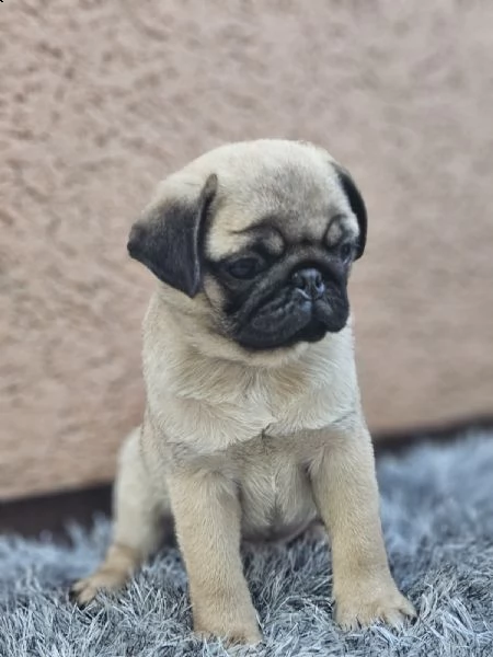 carlino cuccioli in vendita | Foto 3