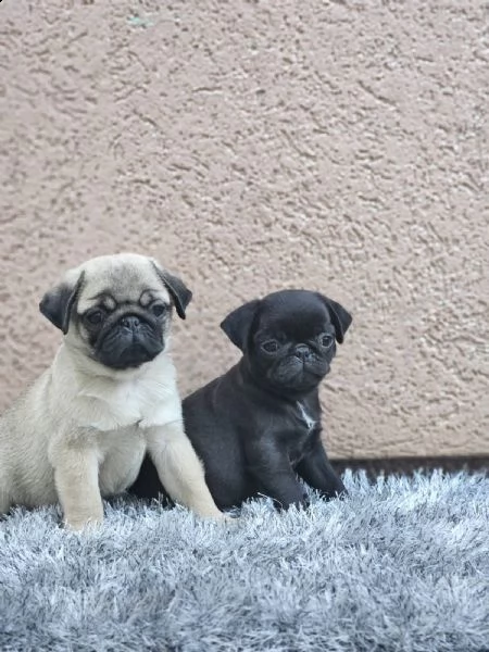 carlino cuccioli in vendita | Foto 0