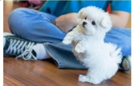 regalo mini giocattolo cachorros bichon maltes (whatsapp+34611277293)