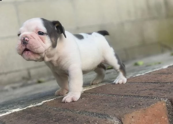 cuccioli di bulldog francese in adozione
