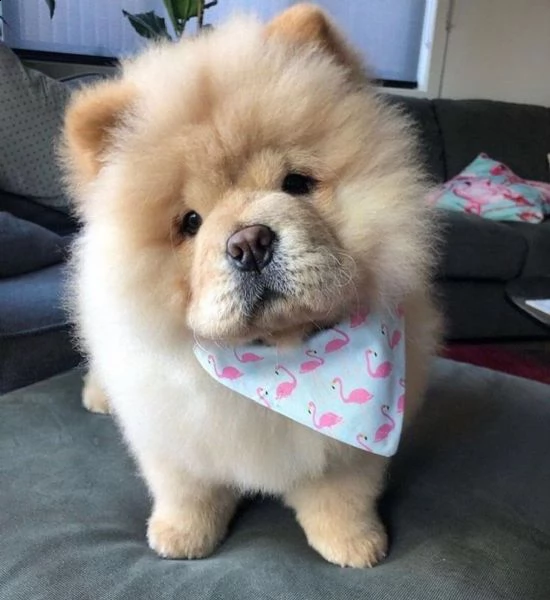 cuccioli di chow chow in adozione  bellissime chow chow disponibili sono vaccinate in regola, steril