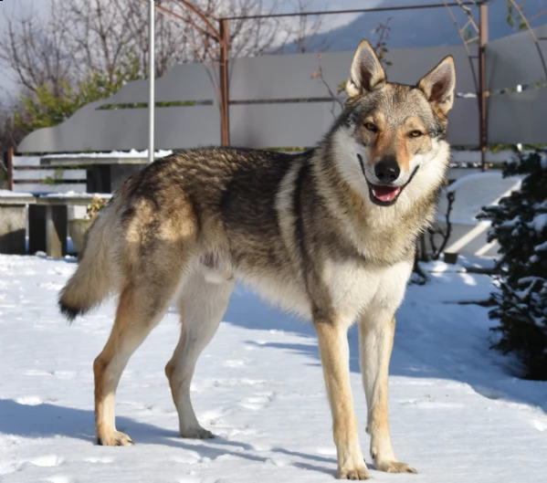 cuccioli cane lupo cecoslovacco | Foto 2