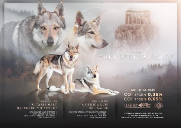 cuccioli cane lupo cecoslovacco